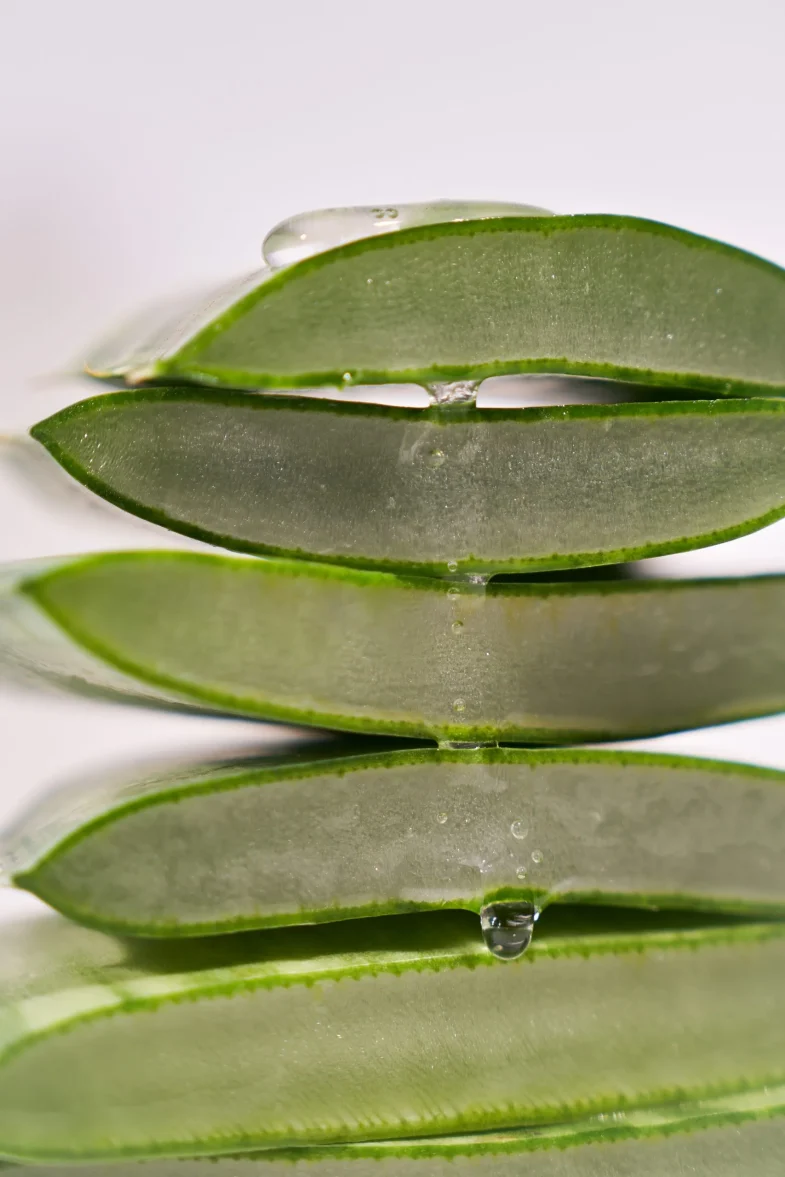 Svježe narezani listovi aloe vere, popularni sastojak u 'Divote Cosmetics' i korejskoj kozmetici, s vidljivom prozirnom tekućinom koja kaplje s listova.